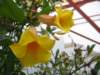 Allamanda or Golden Trumpet